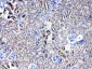 Anti-SERPINA5 Picoband Antibody